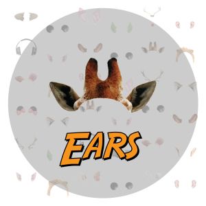 EARS_FEATURE IMAGE